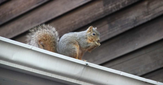 Squirrel on the roof
