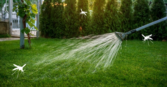 Overwatering the lawn + mosquito concept
