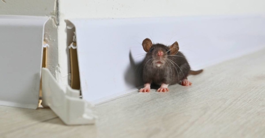 Rat on floor near chewed baseboard indoors