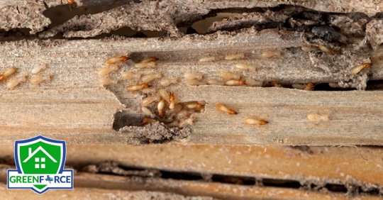 Termites